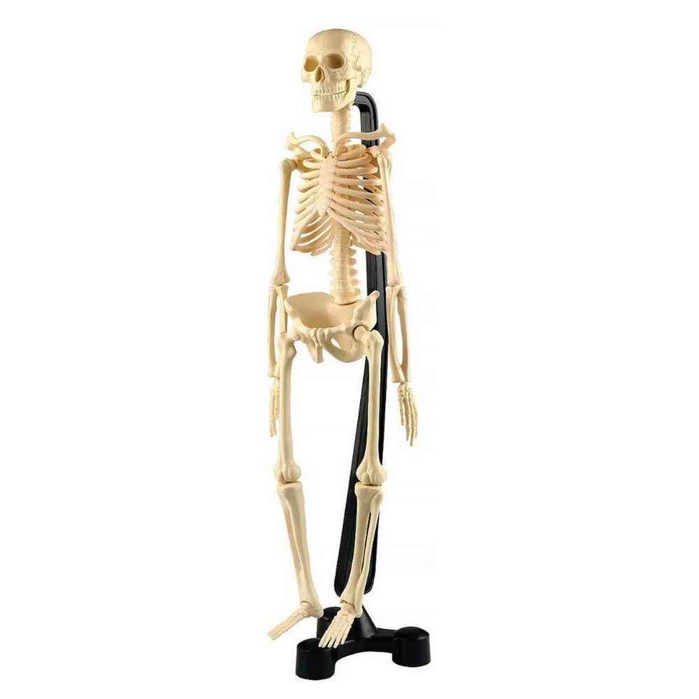 Australian Geographic - Miniature Model Skeleton